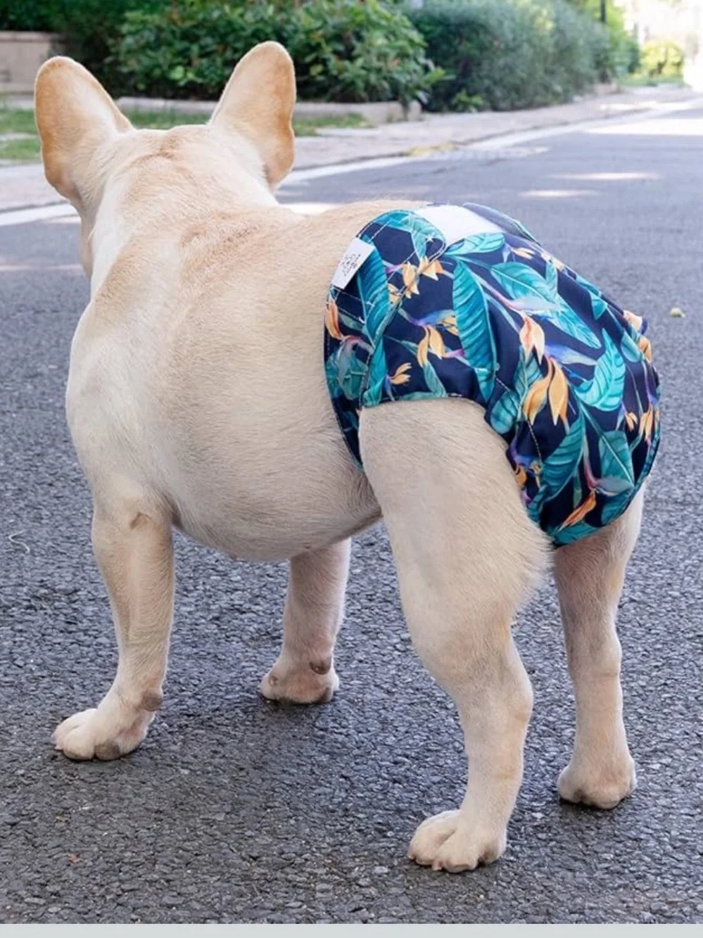 Cutebone Female Dog Diaper Diapers - Docked Tail - NO TAIL HOLE - Floral Girly